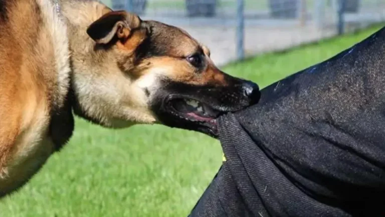 dog 1763986414960 1767001384237